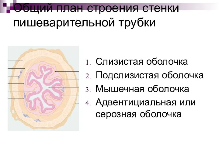 Общий план строения стенки пишеварительной трубки Слизистая оболочка Подслизистая оболочка Мышечная оболочка Адвентициальная или серозная оболочка