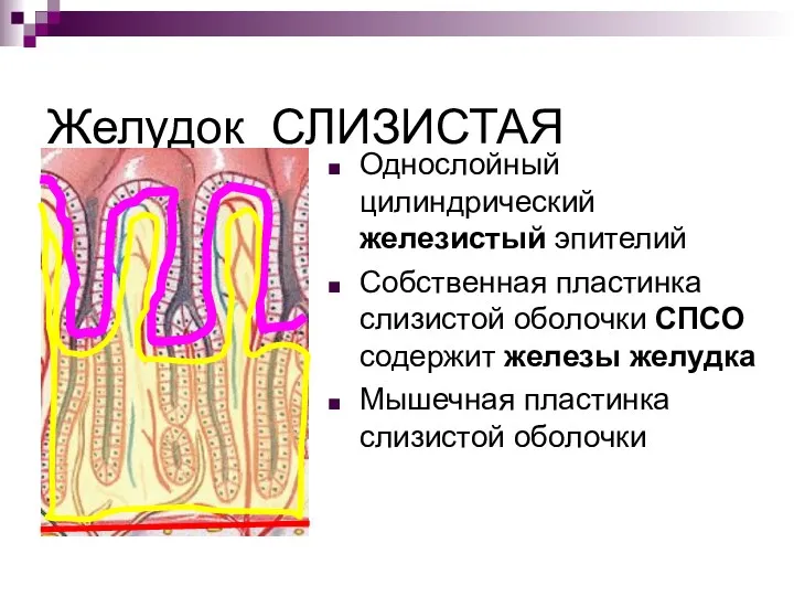 Желудок СЛИЗИСТАЯ Однослойный цилиндрический железистый эпителий Собственная пластинка слизистой оболочки СПСО содержит железы