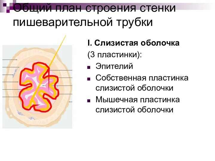 Общий план строения стенки пишеварительной трубки I. Слизистая оболочка (3