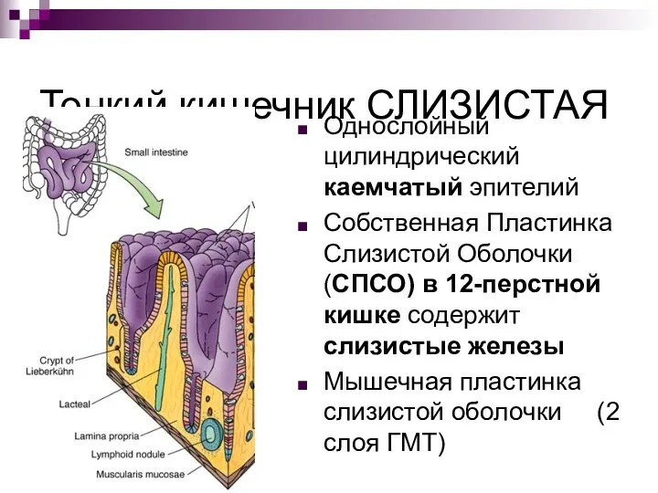 Тонкий кишечник СЛИЗИСТАЯ Однослойный цилиндрический каемчатый эпителий Собственная Пластинка Слизистой Оболочки (СПСО) в