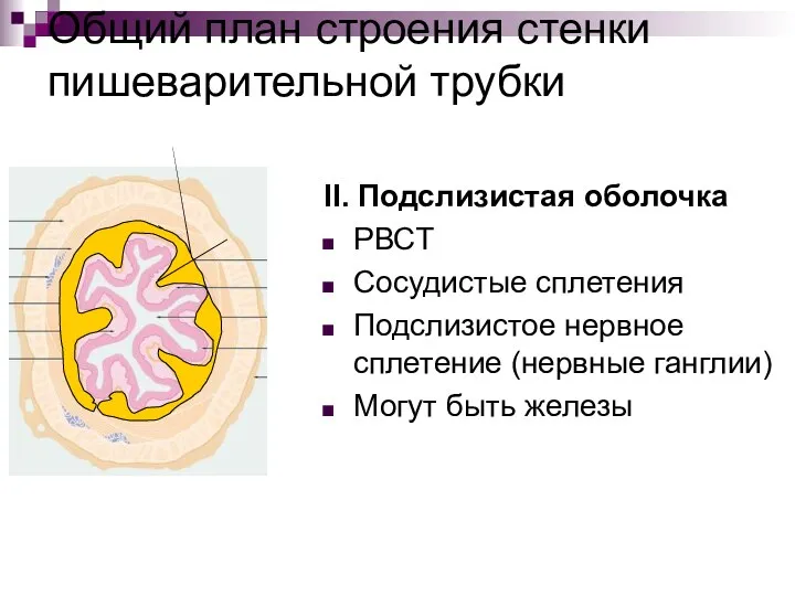 Общий план строения стенки пишеварительной трубки II. Подслизистая оболочка РВСТ