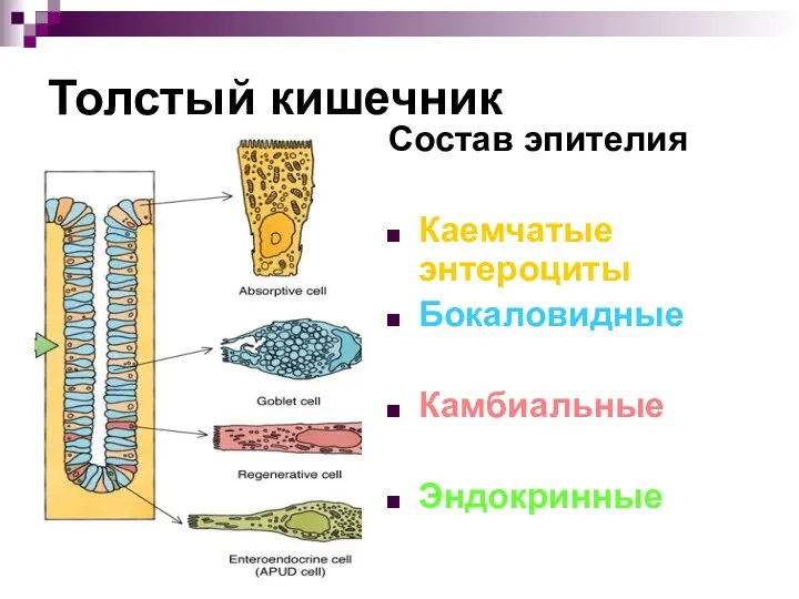 Толстый кишечник Состав эпителия Каемчатые энтероциты Бокаловидные Камбиальные Эндокринные