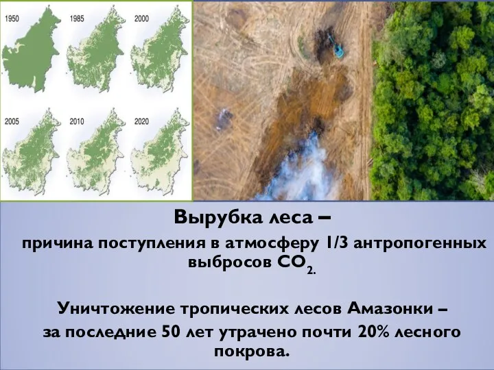 Вырубка леса – причина поступления в атмосферу 1/3 антропогенных выбросов