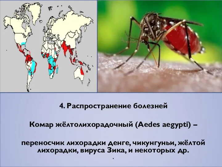 4. Распространение болезней Комар жёлтолихорадочный (Aedes aegypti) – переносчик лихорадки