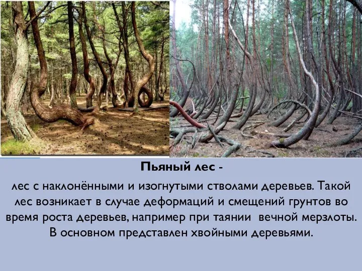 Пьяный лес - лес с наклонёнными и изогнутыми стволами деревьев.