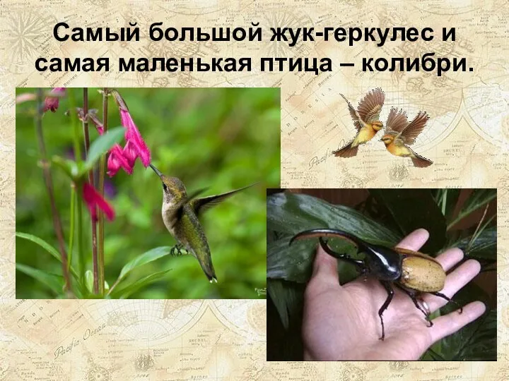 Самый большой жук-геркулес и самая маленькая птица – колибри.