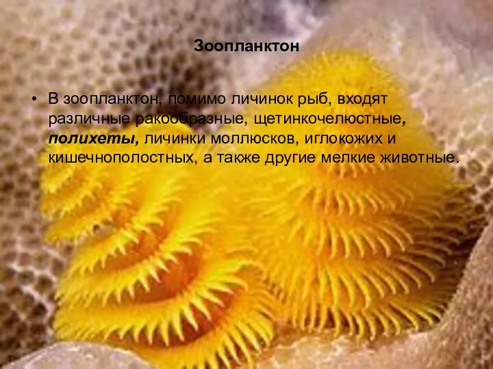 Зоопланктон В зоопланктон, помимо личинок рыб, входят различные ракообразные, щетинкочелюстные,