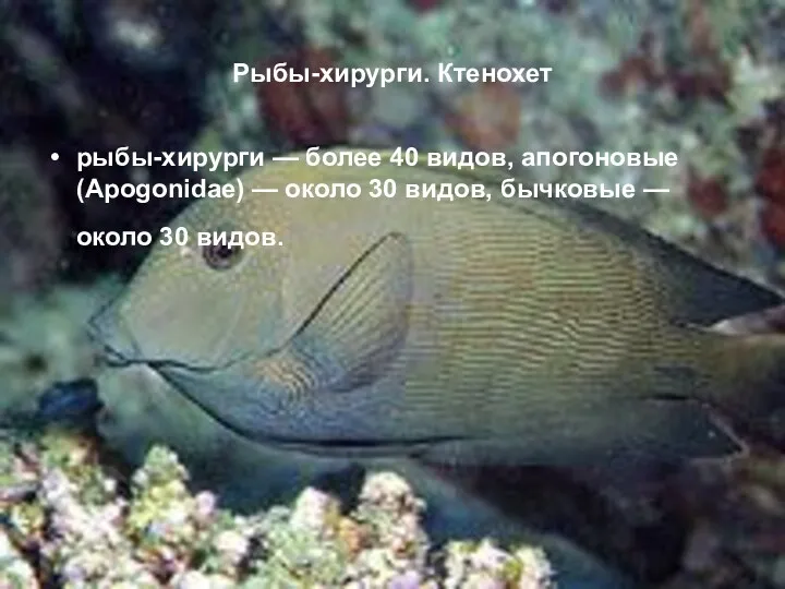 Рыбы-хирурги. Ктенохет рыбы-хирурги — более 40 видов, апогоновые (Apogonidae) — около 30 видов,