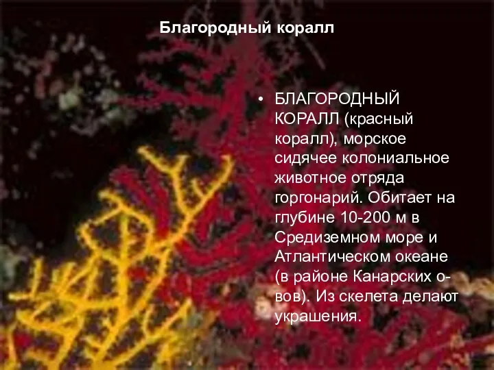 Благородный коралл БЛАГОРОДНЫЙ КОРАЛЛ (красный коралл), морское сидячее колониальное животное отряда горгонарий. Обитает