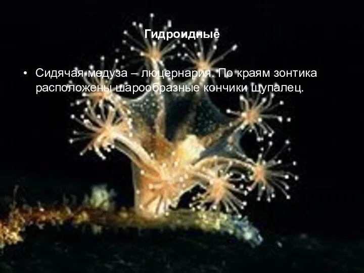 Гидроидные Сидячая медуза – люцернария. По краям зонтика расположены шарообразные кончики щупалец.