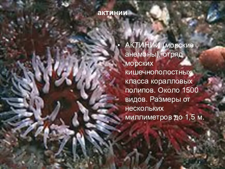 актинии АКТИНИИ (морские анемоны), отряд морских кишечнополостных класса коралловых полипов. Около 1500 видов.