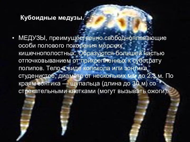 Кубоидные медузы. МЕДУЗЫ, преимущественно свободноплавающие особи полового поколения морских кишечнополостных. Образуются большей частью
