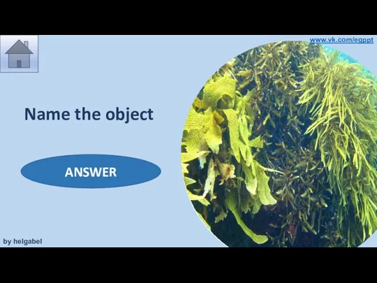 Name the object seaweeds ANSWER by helgabel www.vk.com/egppt