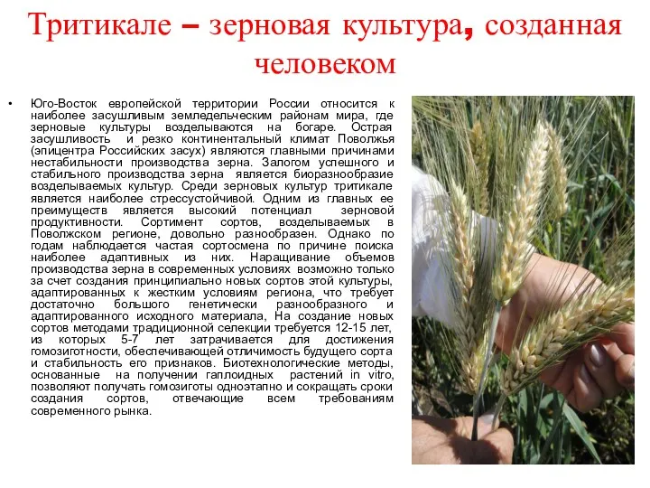 Тритикале – зерновая культура, созданная человеком Юго-Восток европейской территории России относится к наиболее