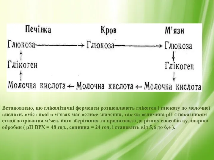 Встановлено, що гліколітичні ферменти розщеплюють глікоген і глюкозу до молочної