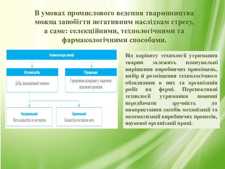 В умовах промислового ведення тваринництва можна запобігти негативним наслідкам стресу,