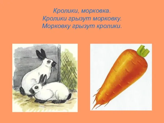Кролики, морковка. Кролики грызут морковку. Морковку грызут кролики.