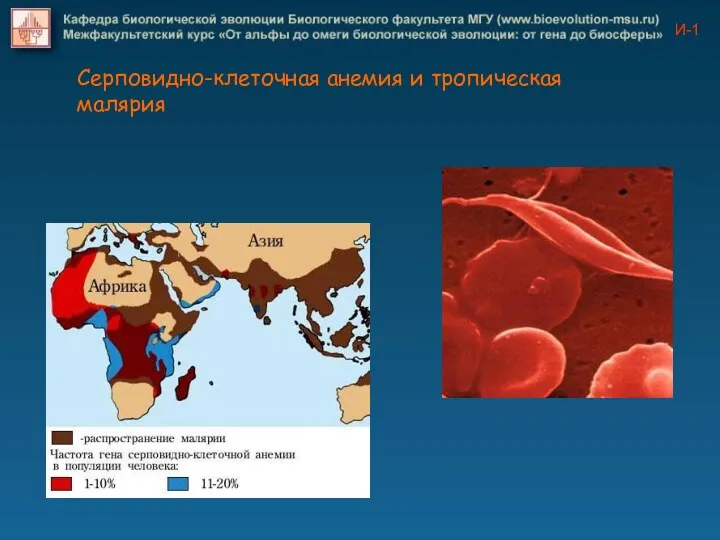 И-1 Серповидно-клеточная анемия и тропическая малярия