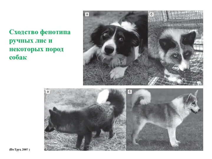 Сходство фенотипа ручных лис и некоторых пород собак (По Трут, 2007 )