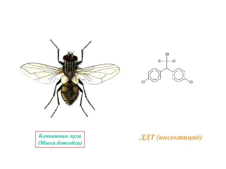 ДДТ (инсектицид) Комнатная муха (Musca domestica)