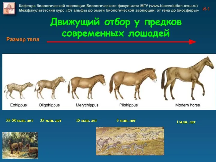 И-1 Движущий отбор у предков современных лошадей Размер тела 55-50