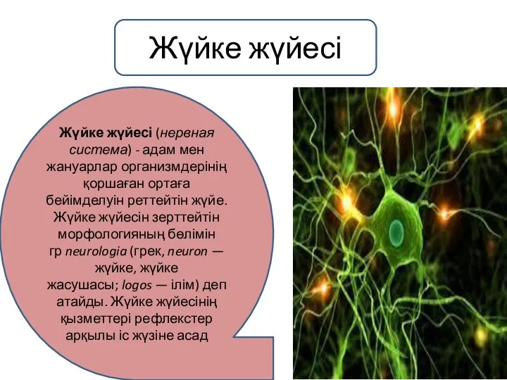Жүйке жүйесі (нервная система) - адам мен жануарлар организмдерінің қоршаған