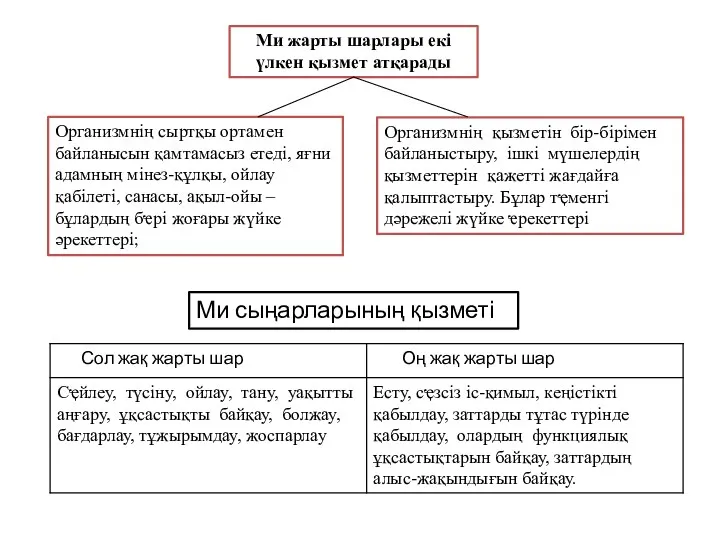 Ми жарты шарлары екі үлкен қызмет атқарады Организмнің сыртқы ортамен