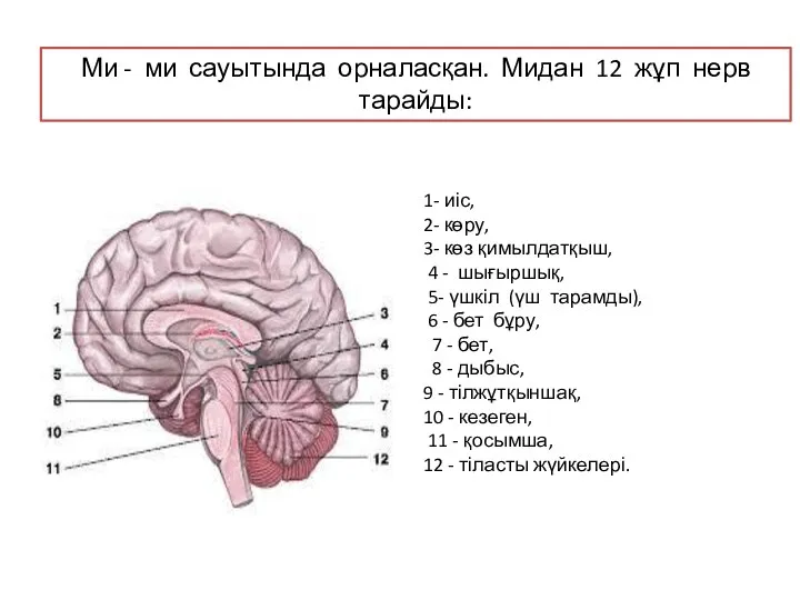 Ми - ми сауытында орналасқан. Мидан 12 жұп нерв тарайды: