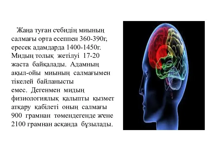 Жаңа туған сҽбидің миының салмағы орта есеппен 360-390г, ересек адамдарда