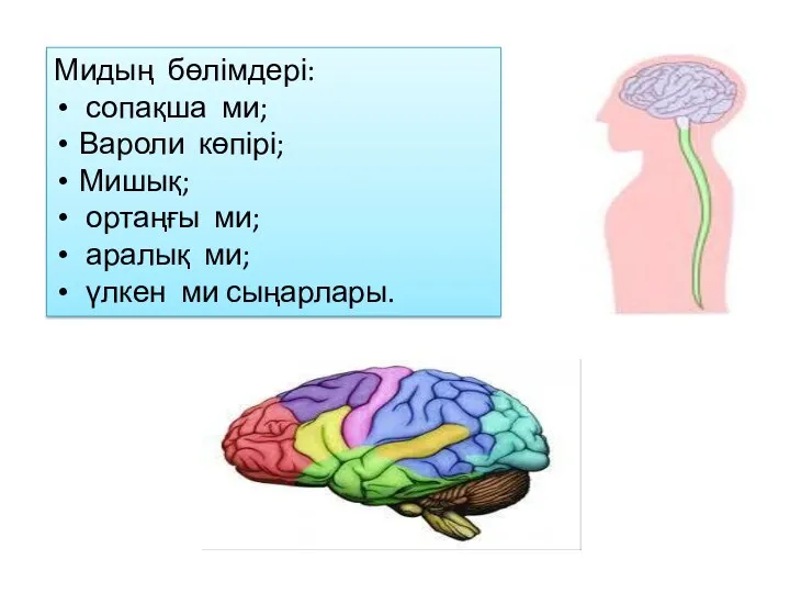 Мидың бөлімдері: сопақша ми; Вароли көпірі; Мишық; ортаңғы ми; аралық ми; үлкен ми сыңарлары.