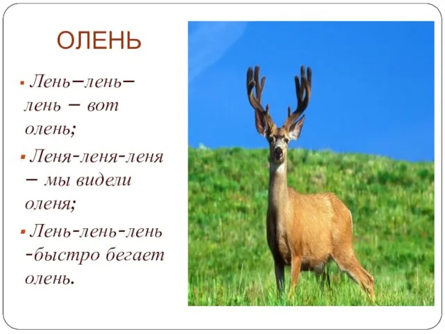 ОЛЕНЬ Лень–лень–лень – вот олень; Леня-леня-леня – мы видели оленя; Лень-лень-лень -быстро бегает олень.