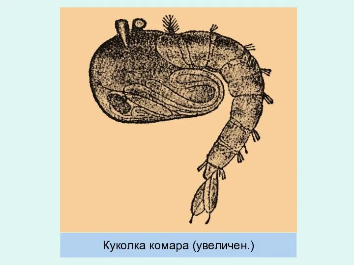 Куколка комара (увеличен.)