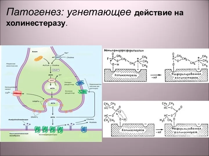 Патогенез: угнетающее действие на холинестеразу.