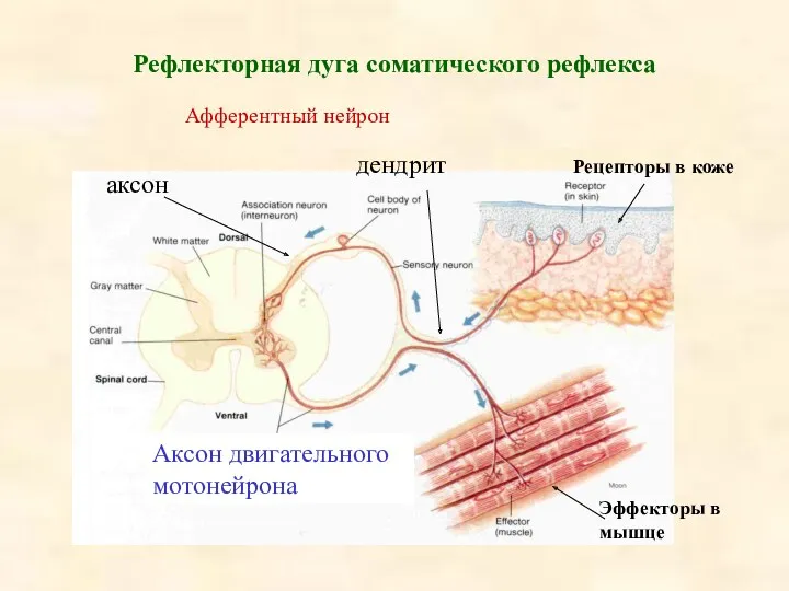 Рефлекторная дуга соматического рефлекса Рецепторы в коже Эффекторы в мышце