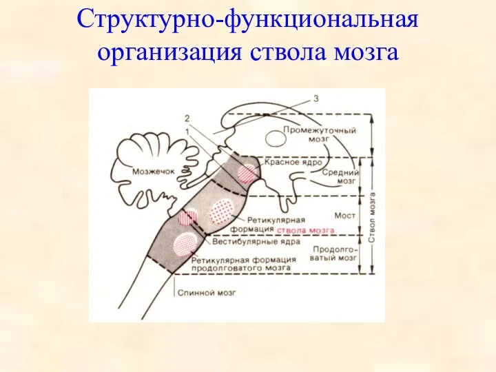 Структурно-функциональная организация ствола мозга