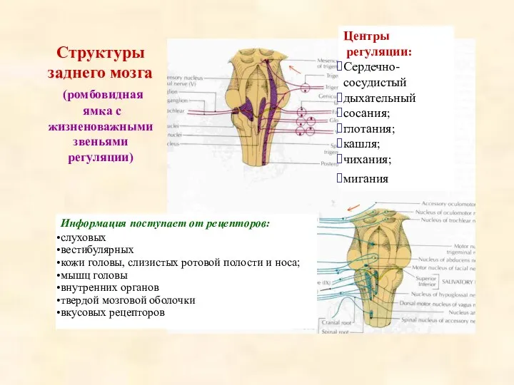 Структуры заднего мозга (ромбовидная ямка с жизненоважными звеньями регуляции) Центры