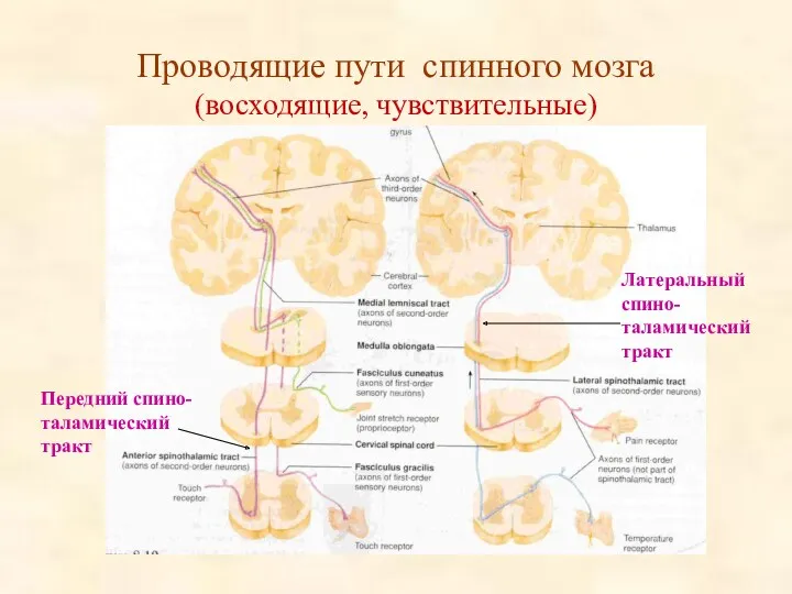 Проводящие пути спинного мозга (восходящие, чувствительные) Передний спино-таламический тракт Латеральный спино-таламический тракт