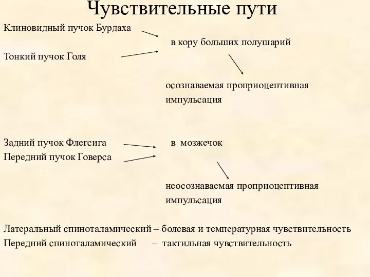 Чувствительные пути Клиновидный пучок Бурдаха в кору больших полушарий Тонкий