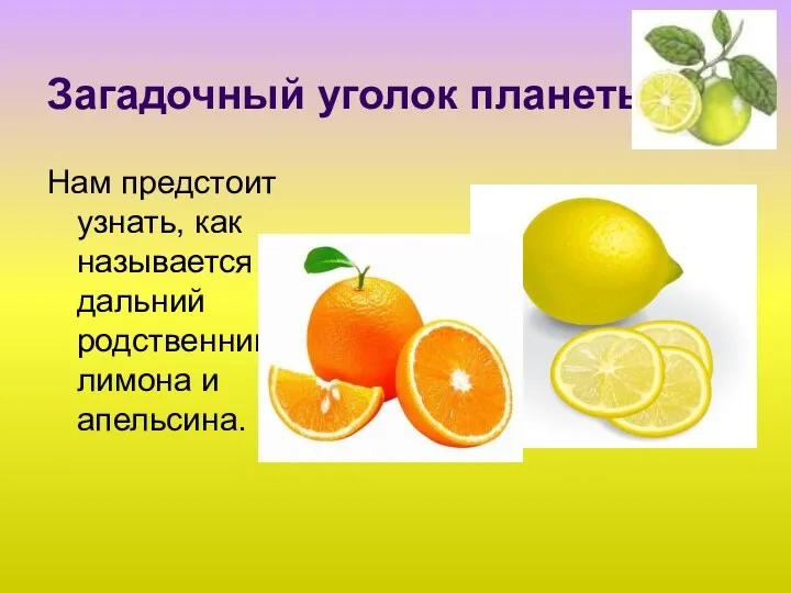 Загадочный уголок планеты Нам предстоит узнать, как называется дальний родственник лимона и апельсина.