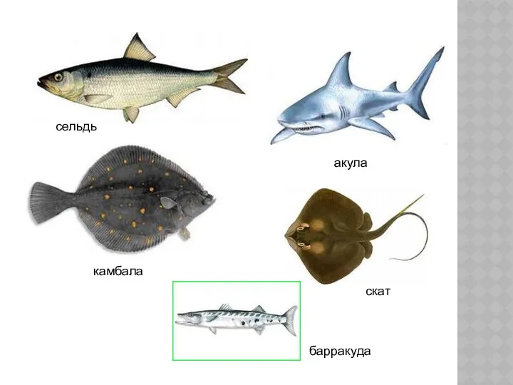 сельдь акула камбала скат барракуда