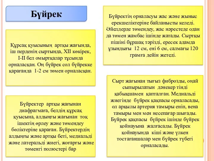 Бүйрек Құрсақ қуысының артқы жағында, іш перденің сыртында, ХІІ көкірек,