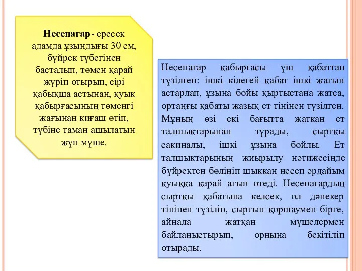 Несепағар қабырғасы үш қабаттан түзілген: ішкі кілегей қабат ішкі жағын