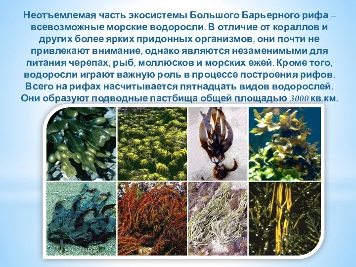 Неотъемлемая часть экосистемы Большого Барьерного рифа – всевозможные морские водоросли.