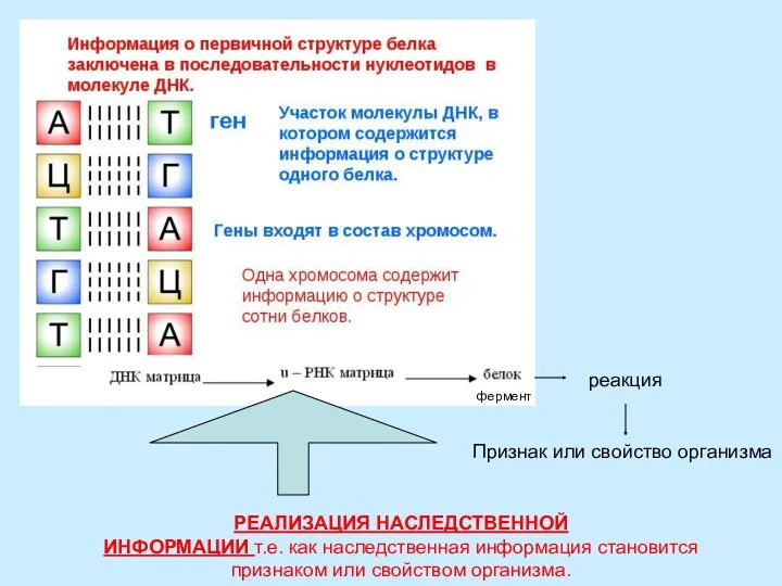 фермент реакция Признак или свойство организма РЕАЛИЗАЦИЯ НАСЛЕДСТВЕННОЙ ИНФОРМАЦИИ т.е. как наследственная информация