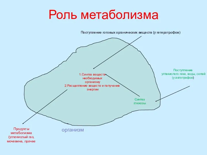 Роль метаболизма 1.Синтез веществ необходимых организму 2.Расщепление веществ и получение