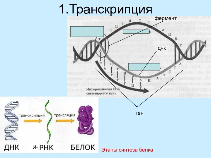 1.Транскрипция днк Этапы синтеза белка фермент ген И-