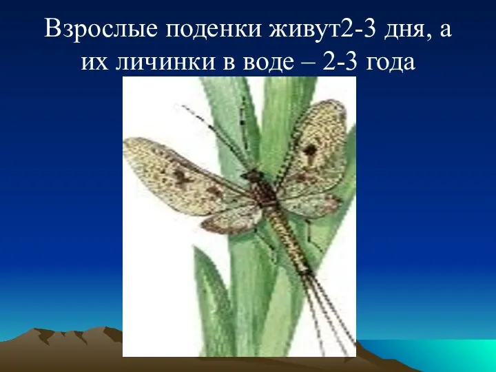 Взрослые поденки живут2-3 дня, а их личинки в воде – 2-3 года