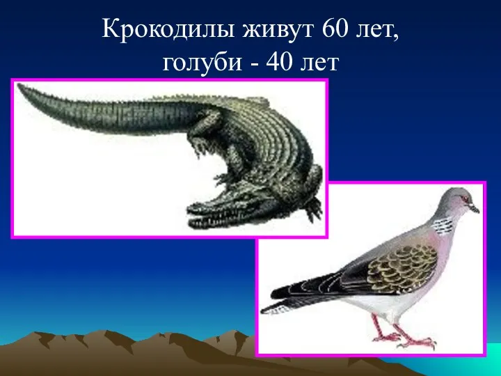 Крокодилы живут 60 лет, голуби - 40 лет