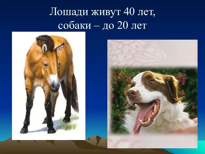 Лошади живут 40 лет, собаки – до 20 лет