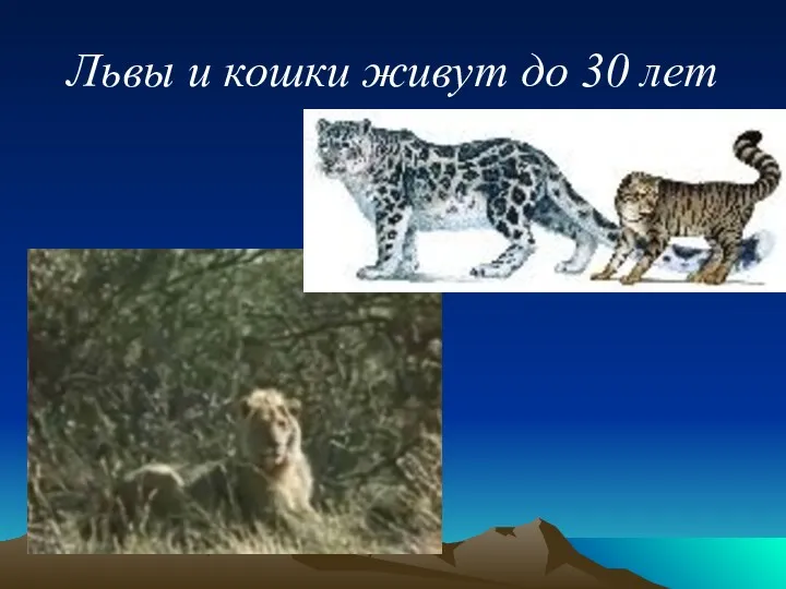 Львы и кошки живут до 30 лет